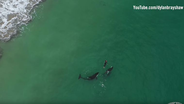 Incredible drone footage shows woman swimming with killer whales in New ...