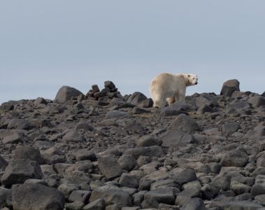 Polar Bear on Svalbard